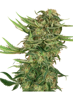 N13 Kush - Sensi Seeds femminizzati Sensi Seeds €17,50