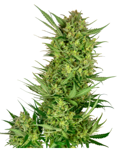 Buttercream Gelato - Sensi Seeds femminizzati Sensi Seeds €18,75