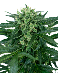 Sensi Amnesia Auto - Sensi Seeds femminizzati Sensi Seeds €23,50