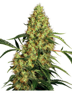 Mexican Sativa - Sensi Seeds femminizzati Sensi Seeds €25,00