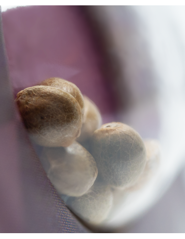 Mexican Sativa - Sensi Seeds femminizzati Sensi Seeds €25,00