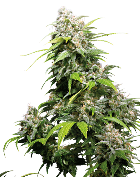 California Indica - Sensi Seeds femminizzati Sensi Seeds €32,50