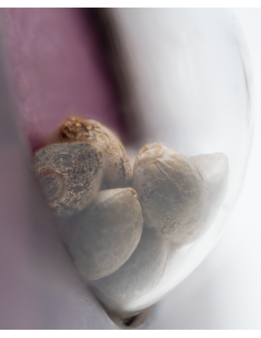 California Indica - Sensi Seeds femminizzati Sensi Seeds €32,50