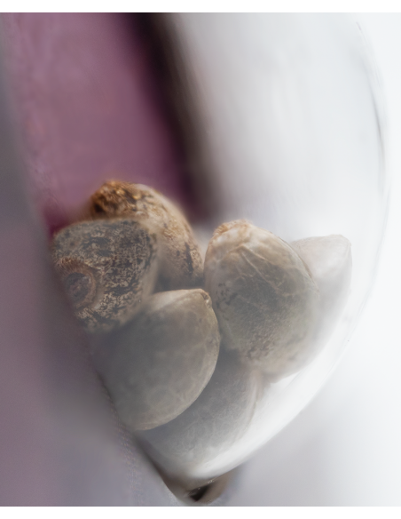 California Indica - Sensi Seeds femminizzati Sensi Seeds €32,50