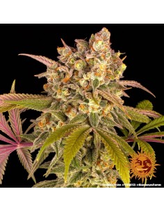 Lemon Tree - Barney's Farm femminizzati Barney's Farm €40,00