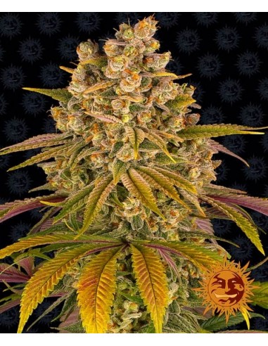 Lemon Tree - Barney's Farm femminizzati Barney's Farm €40,00