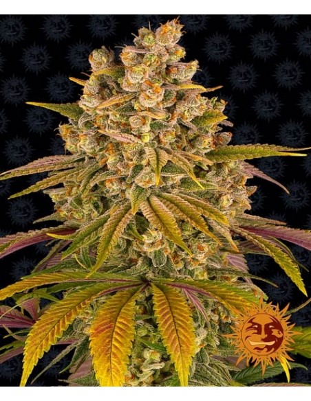 Lemon Tree - Barney's Farm femminizzati Barney's Farm €40,00