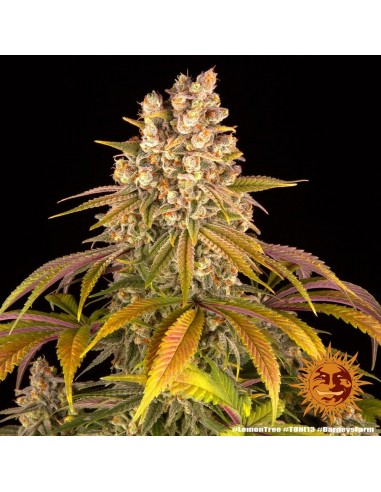 Lemon Tree - Barney's Farm femminizzati Barney's Farm €40,00