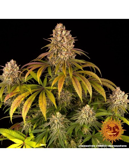 Lemon Tree - Barney's Farm femminizzati Barney's Farm €40,00