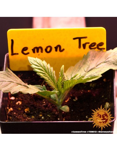 Lemon Tree - Barney's Farm femminizzati Barney's Farm €40,00
