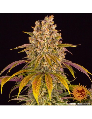 Lemon Tree - Barney's Farm femminizzati Barney's Farm €40,00