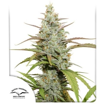 Mokum's Tulip - Dutch Passion femminizzati Dutch Passion €54,95