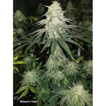 Mokum's Tulip - Dutch Passion femminizzati Dutch Passion €54,95 2