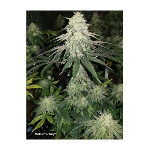 Mokum's Tulip - Dutch Passion femminizzati Dutch Passion €54,95
