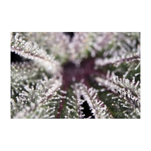 Mokum's Tulip - Dutch Passion femminizzati Dutch Passion €54,95