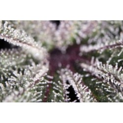 Mokum's Tulip - Dutch Passion femminizzati Dutch Passion €54,95