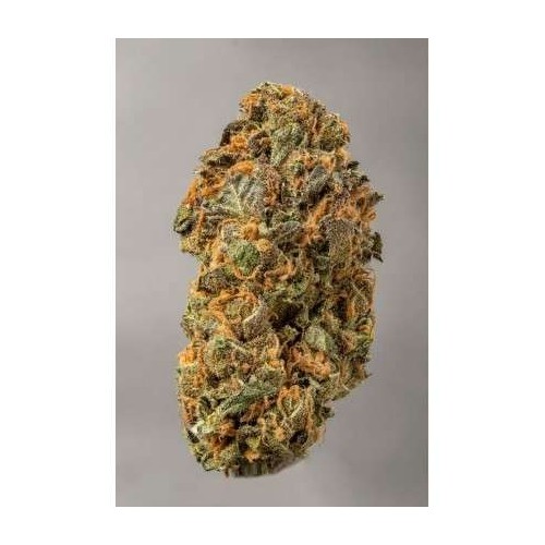 Mokum's Tulip - Dutch Passion femminizzati Dutch Passion €54,95