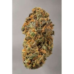 Mokum's Tulip - Dutch Passion femminizzati Dutch Passion €54,95