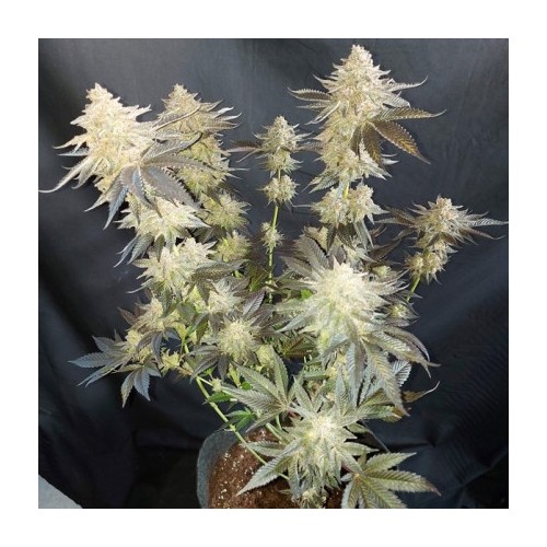 Mokum's Tulip - Dutch Passion femminizzati Dutch Passion €54,95