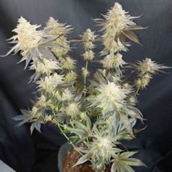 Mokum's Tulip - Dutch Passion femminizzati Dutch Passion €54,95