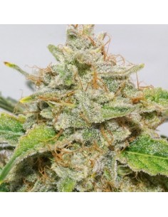 Auto Skywalker Haze - Dutch Passion femminizzati Dutch Passion €24,95