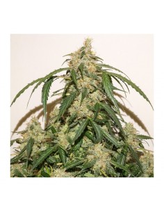 Auto Skywalker Haze - Dutch Passion femminizzati Dutch Passion €24,95 2