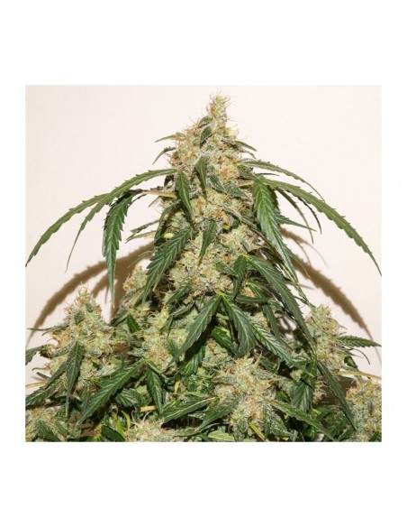 Auto Skywalker Haze - Dutch Passion femminizzati Dutch Passion €24,95