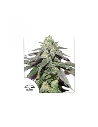 Auto Skywalker Haze - Dutch Passion femminizzati Dutch Passion €24,95
