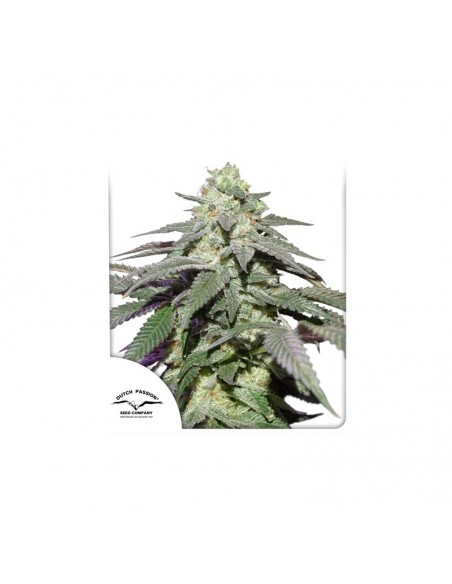 Auto Skywalker Haze - Dutch Passion femminizzati Dutch Passion €24,95