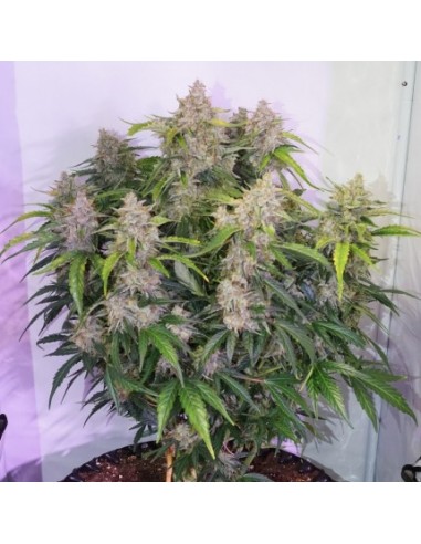 Auto Skywalker Haze - Dutch Passion femminizzati Dutch Passion €24,95