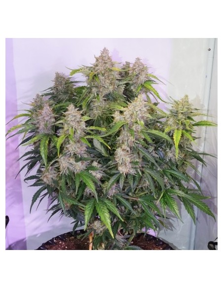 Auto Skywalker Haze - Dutch Passion femminizzati Dutch Passion €24,95