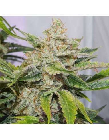 Auto Skywalker Haze - Dutch Passion femminizzati Dutch Passion €24,95