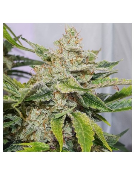 Auto Skywalker Haze - Dutch Passion femminizzati Dutch Passion €24,95