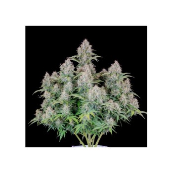 Cinderella Auto - FastBuds femminizzati FastBuds €24,00 2