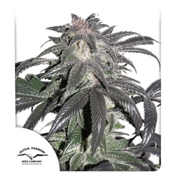 Bubba Island Kush - Dutch Passion femminizzati Dutch Passion €49,95