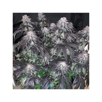 Bubba Island Kush - Dutch Passion femminizzati Dutch Passion €49,95 2