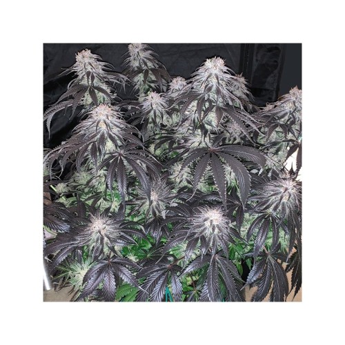 Bubba Island Kush - Dutch Passion femminizzati Dutch Passion €49,95