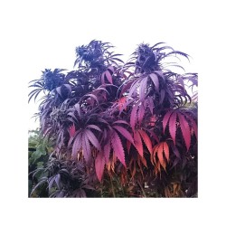 Bubba Island Kush - Dutch Passion femminizzati Dutch Passion €49,95