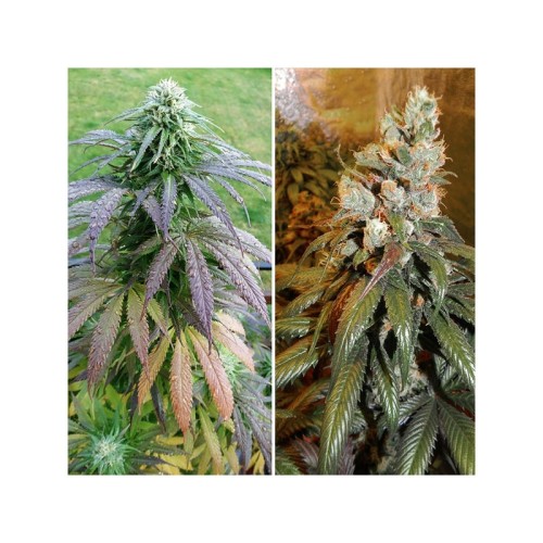 Bubba Island Kush - Dutch Passion femminizzati Dutch Passion €49,95