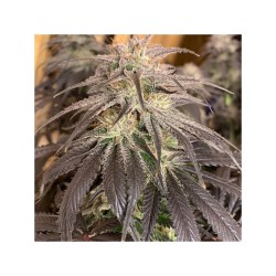 Bubba Island Kush - Dutch Passion femminizzati Dutch Passion €49,95
