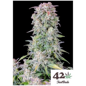 Original Afghan Kush Auto - FastBuds femminizzati FastBuds €24,00