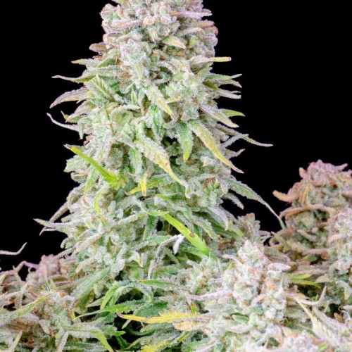Original Afghan Kush Auto - FastBuds femminizzati FastBuds €24,00