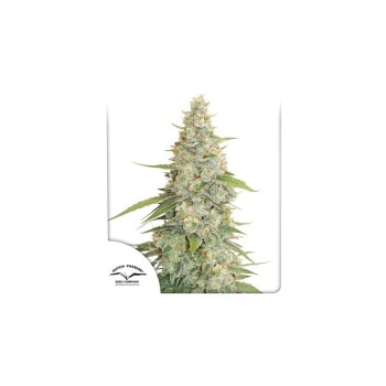 Meringue - Dutch Passion femminizzati Dutch Passion €49,95