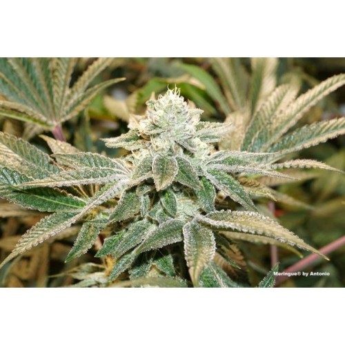 Meringue - Dutch Passion femminizzati Dutch Passion €49,95