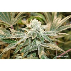 Meringue - Dutch Passion femminizzati Dutch Passion €49,95