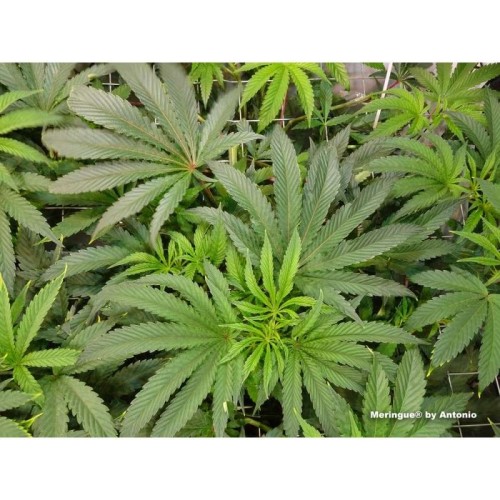 Meringue - Dutch Passion femminizzati Dutch Passion €49,95