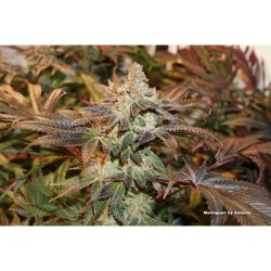 Meringue - Dutch Passion femminizzati Dutch Passion €49,95