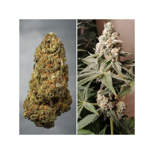 Meringue - Dutch Passion femminizzati Dutch Passion €49,95