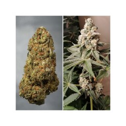 Meringue - Dutch Passion femminizzati Dutch Passion €49,95