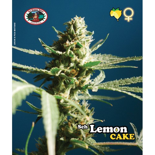 Sch' Lemon Cake - Big Buddha Seeds femminizzat Big Buddha Seeds €34,99